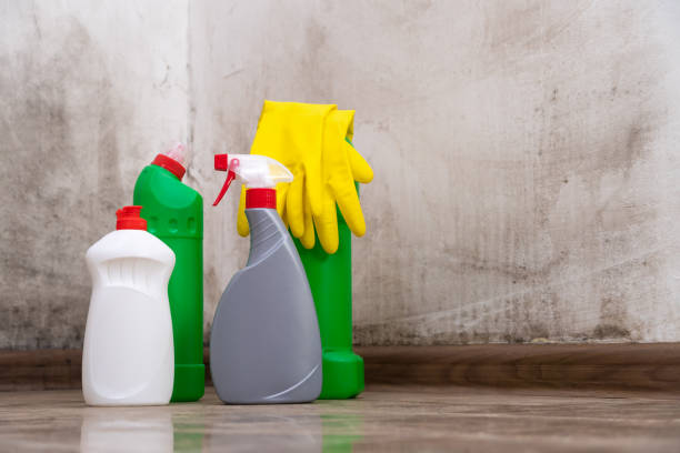 Why You Should Choose Our Mold Remediation Services in Homestead, PA